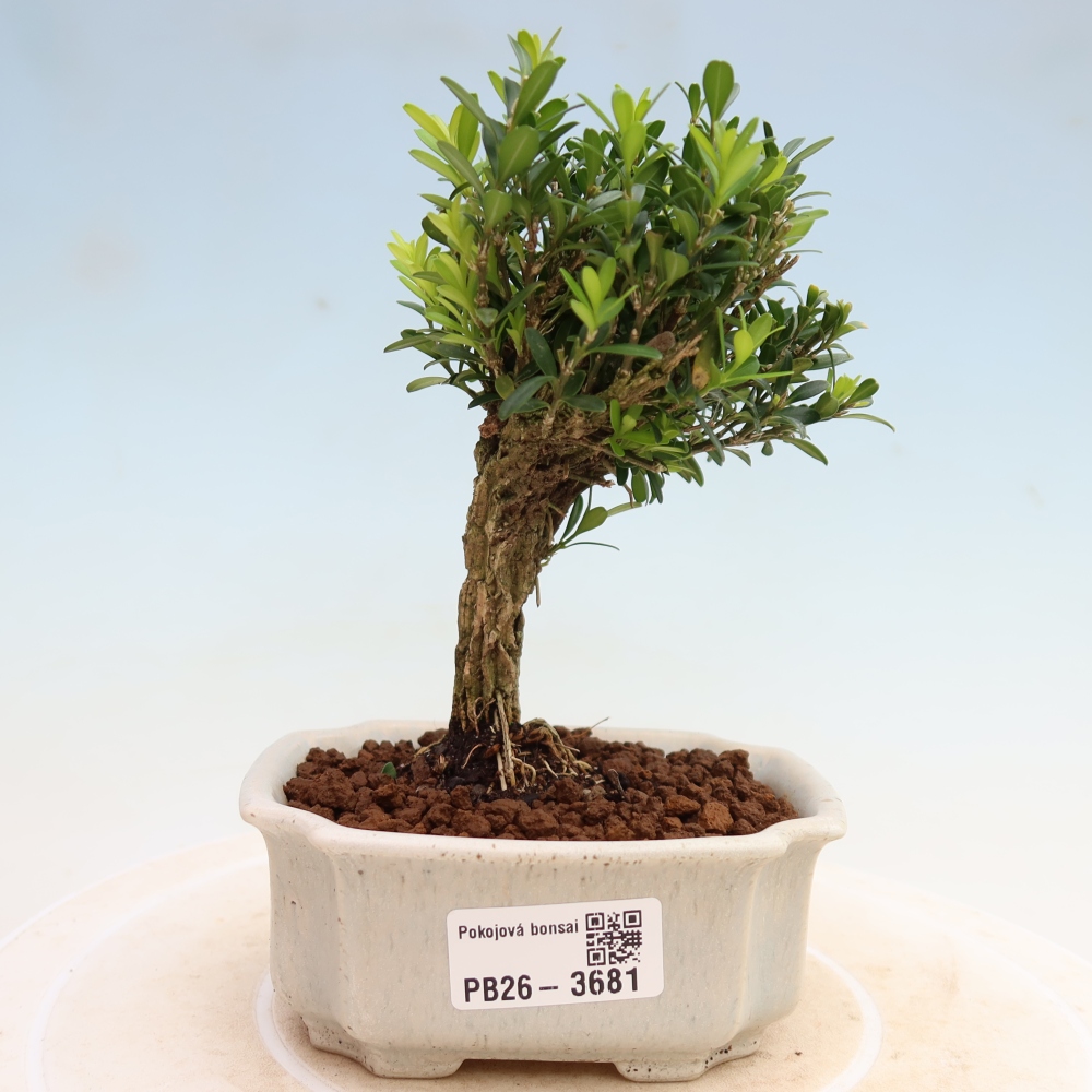 Pokój bonsai - Buxus harlandii - buxus korkowy
