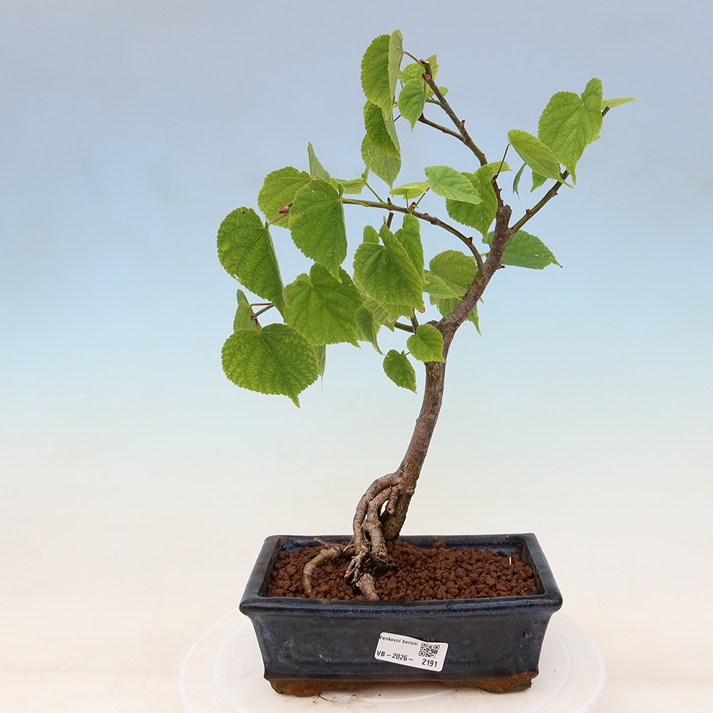 Bonsai ogrodowe – Lipa sercowata – Tilia cordata