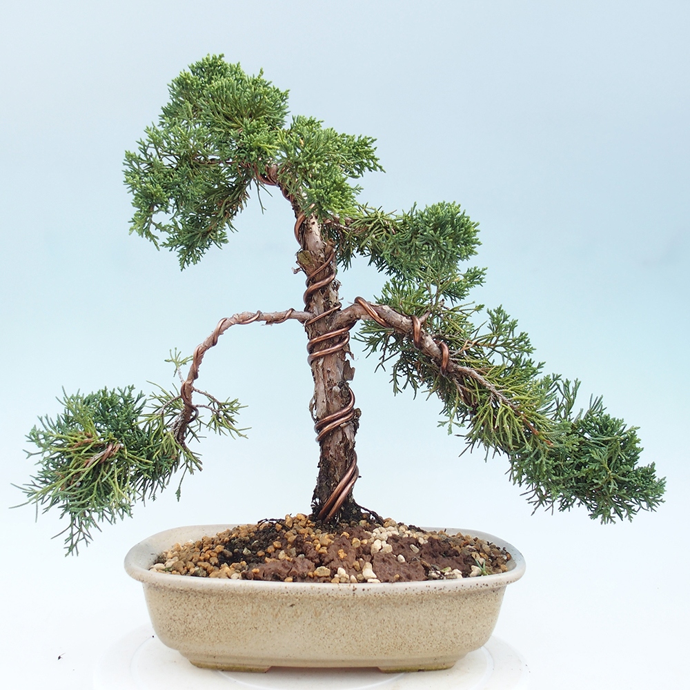 Outdoor bonsai - Juniperus chinensis Kishu - chiński jałowiec