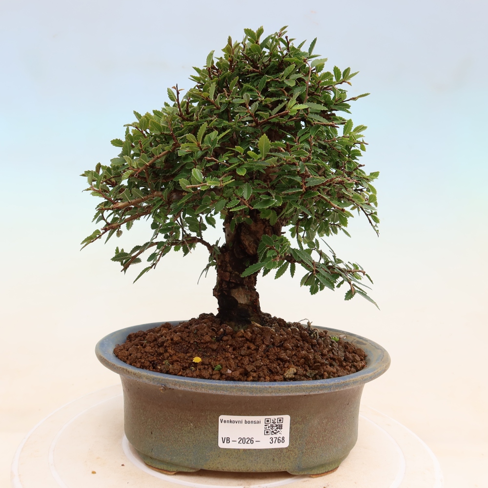 Bonsai zewnętrzne - Zelkova - Zelkova NIRE