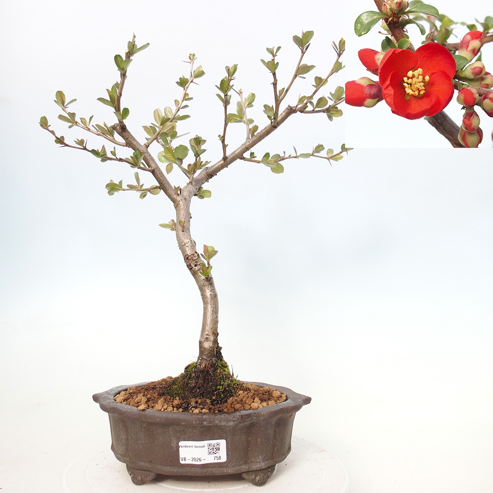 Outdoor bonsai - Chaneomeles sup. Nicoline - Pigwa