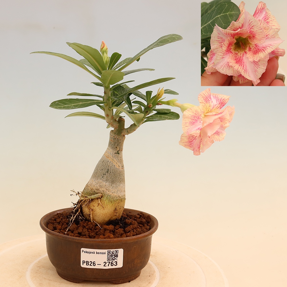 Bonsai pokojowe – Adenium obesum szczepione V.F.S.277 – Róża pustynna