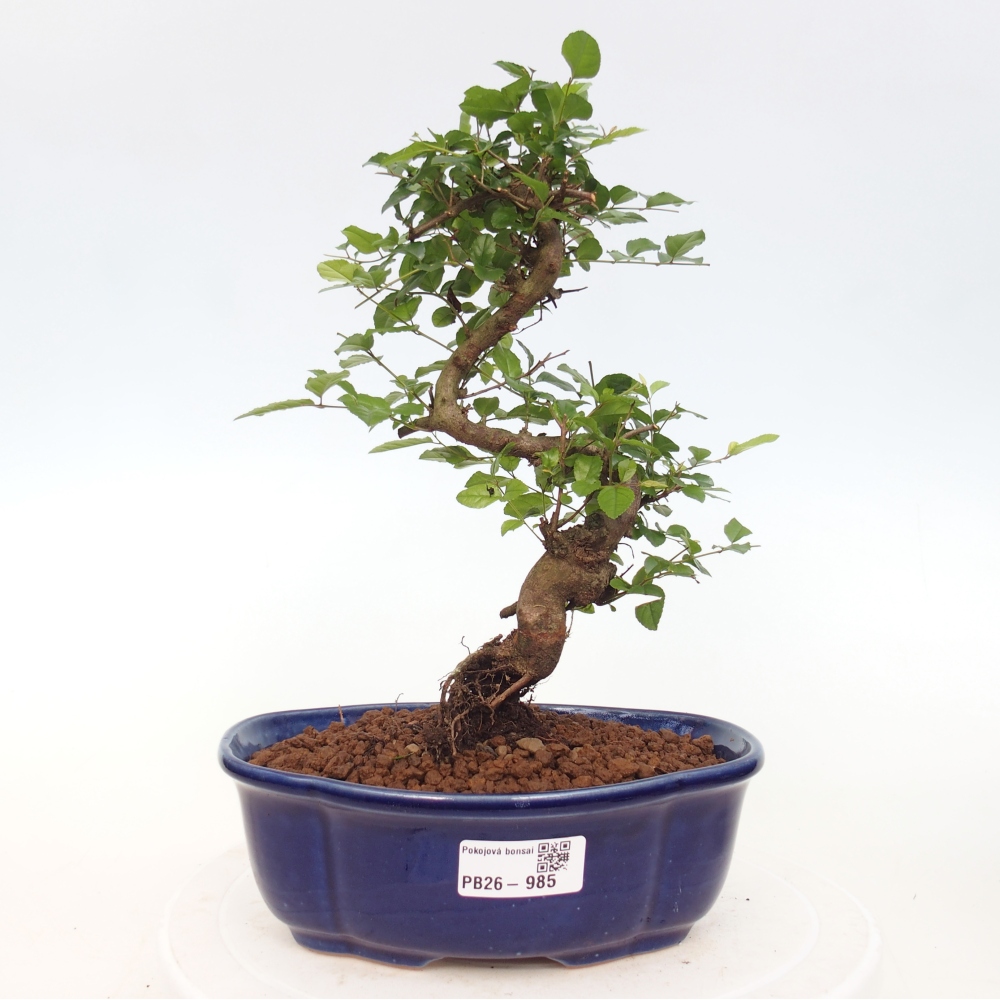 Bonsai pokojowe - Sageretia thea - Sageretia thea
