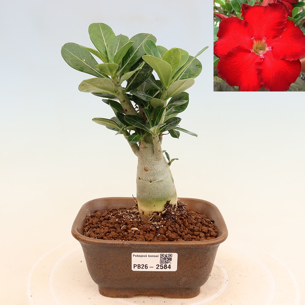 Bonsai pokojowe – Adenium obesum Red Star – Róża pustynna