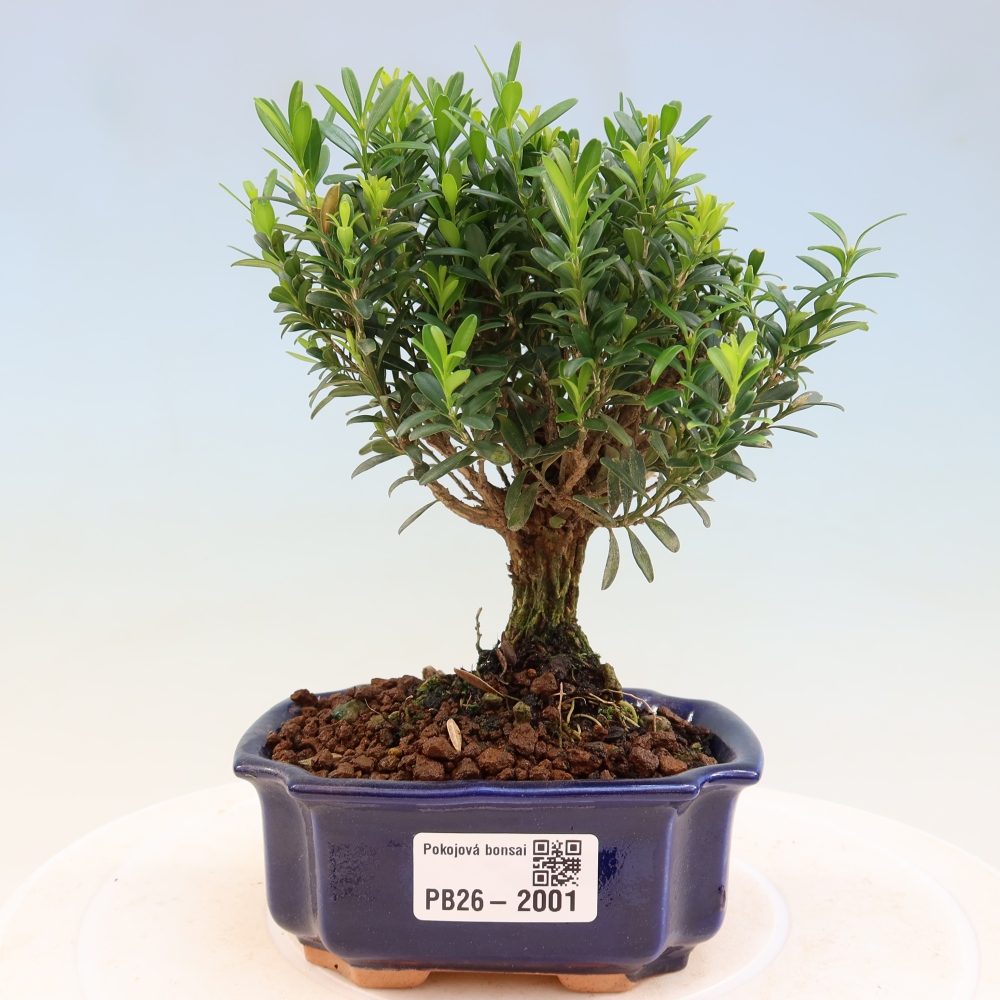 Pokój bonsai - Buxus harlandii - buxus korkowy