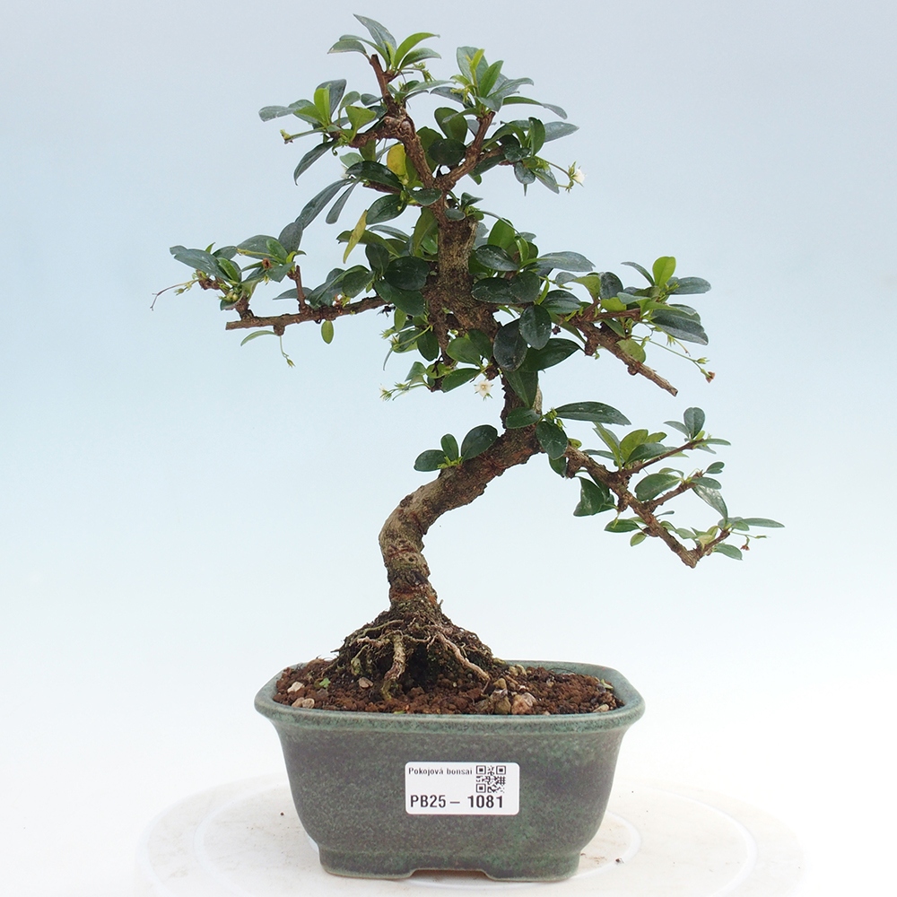 Bonsai wewnętrzne - Carmona makrophylla - Herbata Fuki