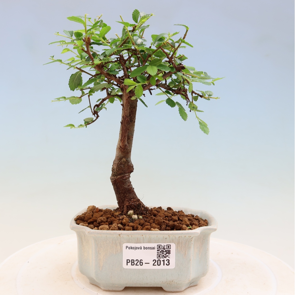 Pokój bonsai - Ulmus parvifolia - Wiąz drobnolistny