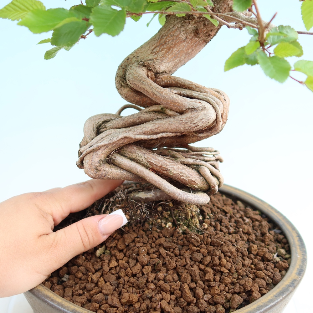 Outdoor bonsai - Carpinus coreana - grab koreański