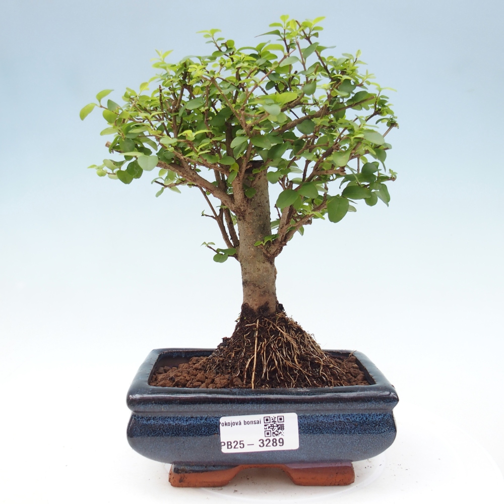 Pokój bonsai - Ligustrum chinensis - Dziób ptaka