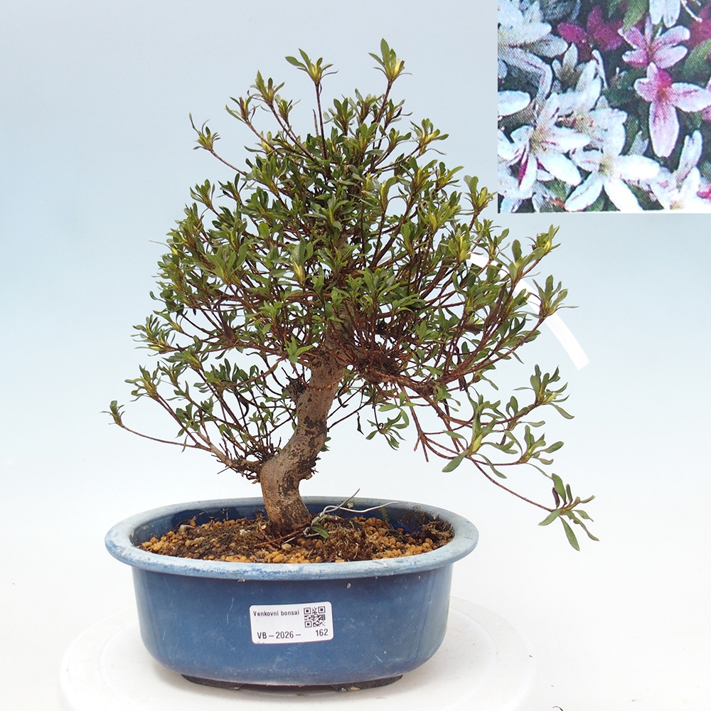 Bonsai zewnętrzne - Azalia japońska - Azalea Ryusen