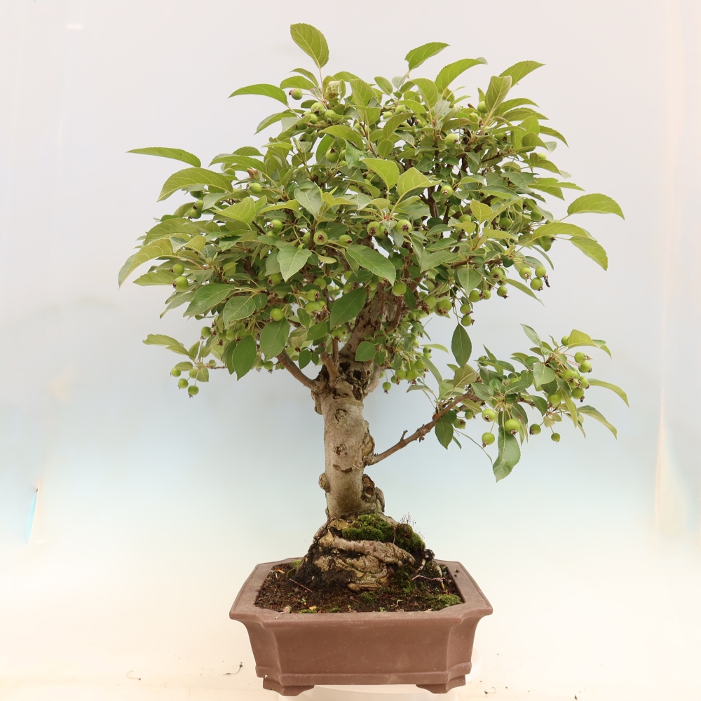 Bonsai plenerowe - Malus Halliana - Jabłoń drobnoowocowa