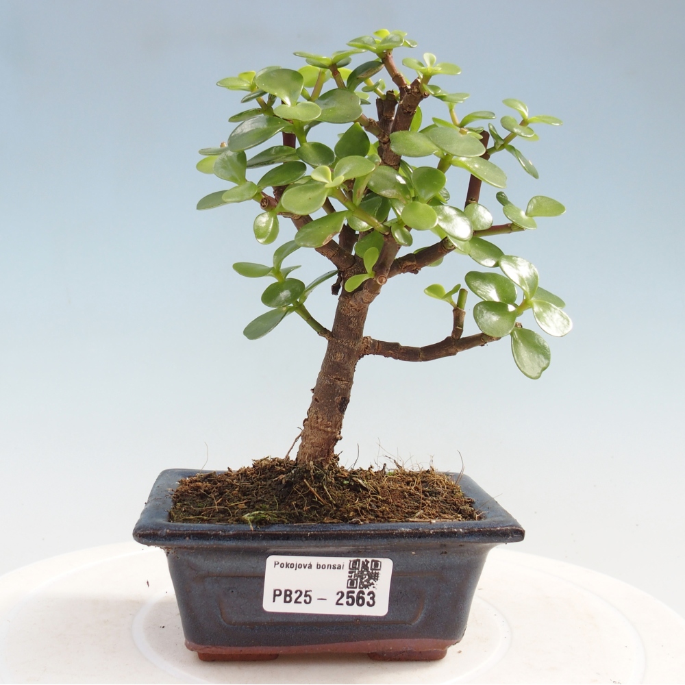 Kryty bonsai - Portulakaria Afra - Tlustice
