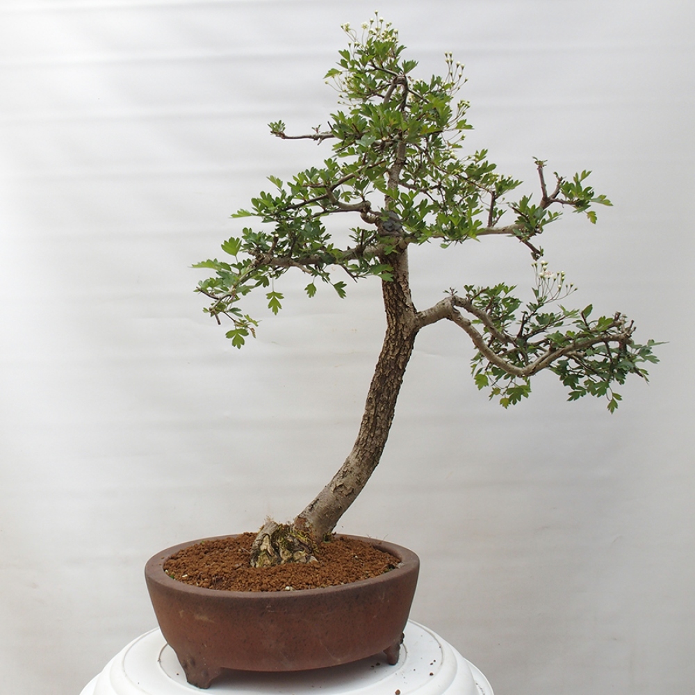 Bonsai zewnętrzne - Głóg - Crataegus monogyna