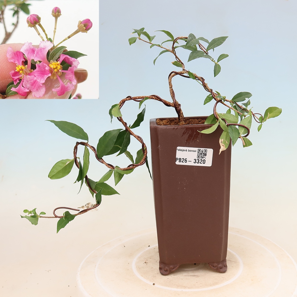 Bonsai pokojowe – Malpighia barbadoska (wiśnia) – Malpighia glabra 