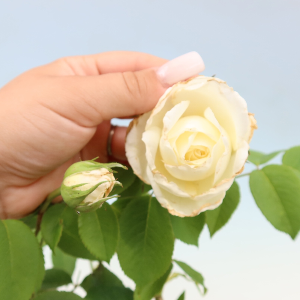 Bonsai ogrodowe – Rosa Kordes – róża
