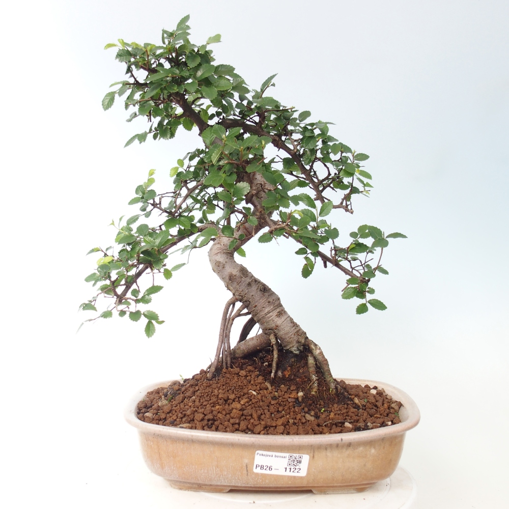 Pokój bonsai - Ulmus parvifolia - Wiąz drobnolistny