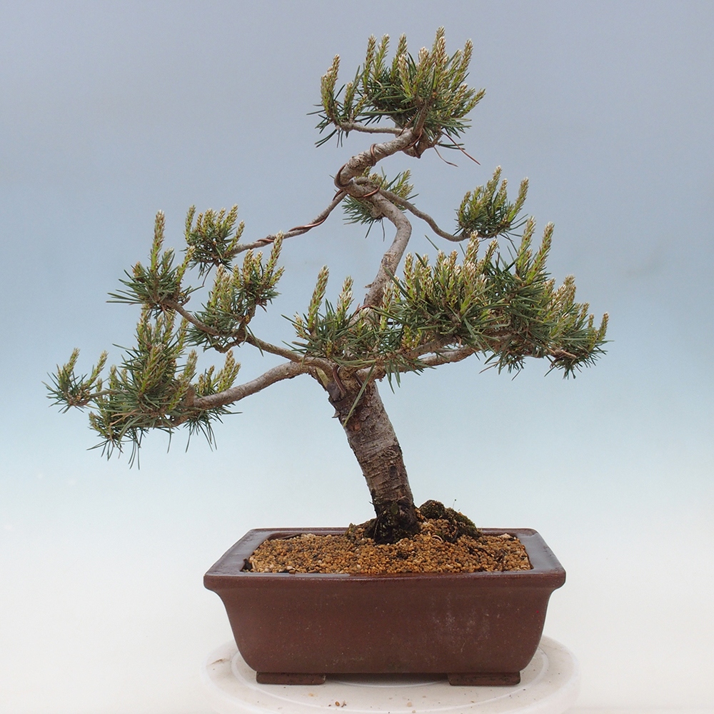 Outdoor bonsai - Pinus Sylvestris - sosna zwyczajna