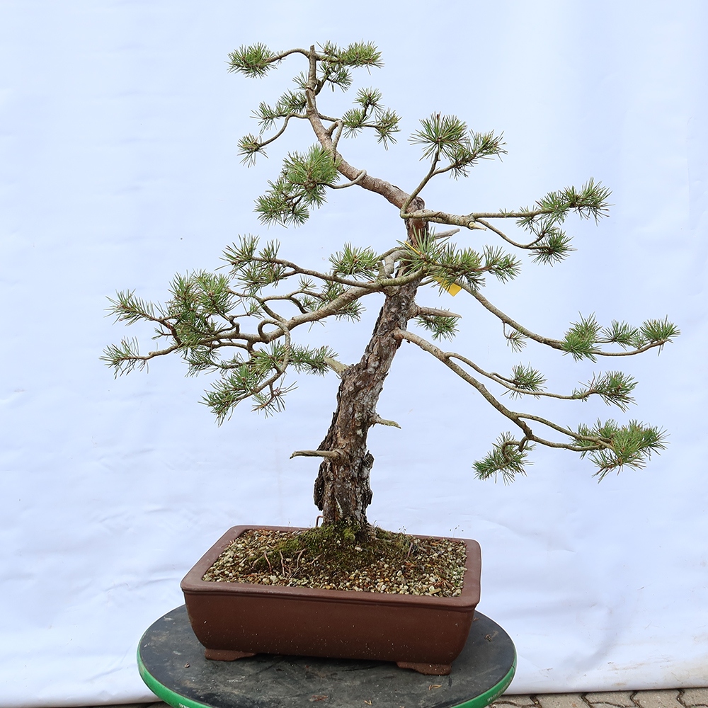 Pinus sylvestris Hiszpania – sosna zwyczajna