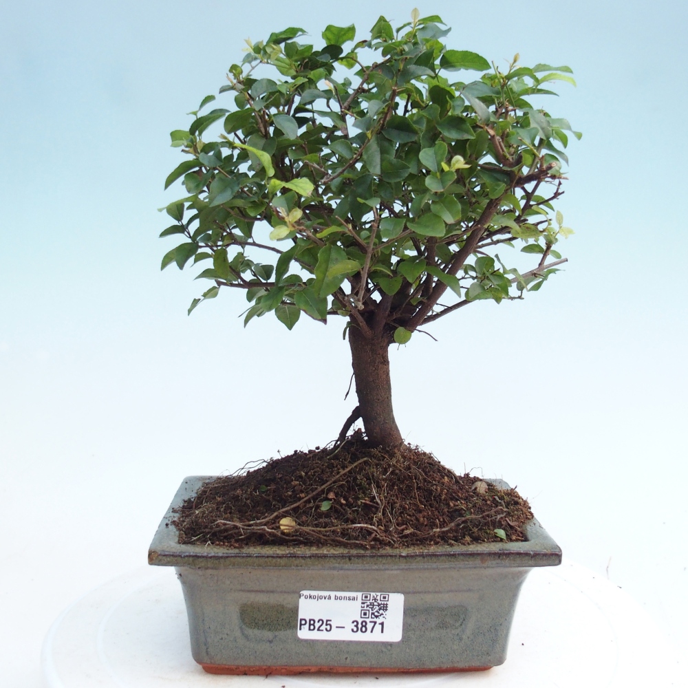 Bonsai pokojowe - Sageretia thea - Sageretia thea