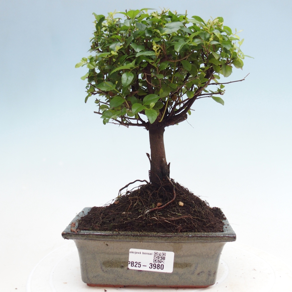 Bonsai pokojowe - Sageretia thea - Sageretia thea