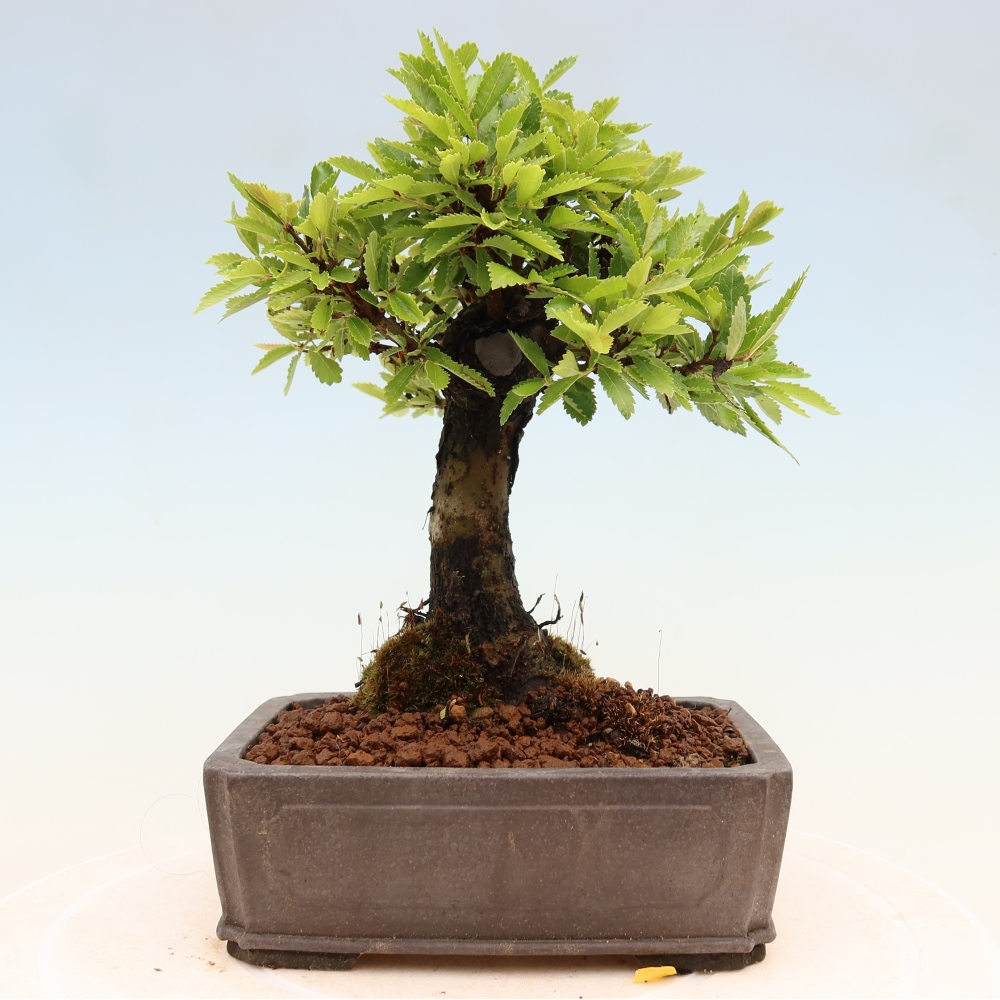 Bonsai zewnętrzne - Zelkova - Zelkova NIRE