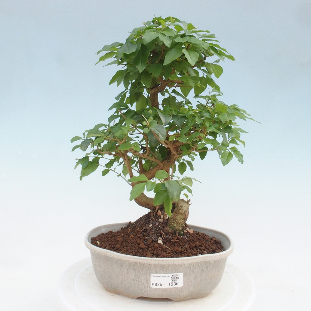 Indoor bonsai -Ligustrum chinensis - dziób ptaka