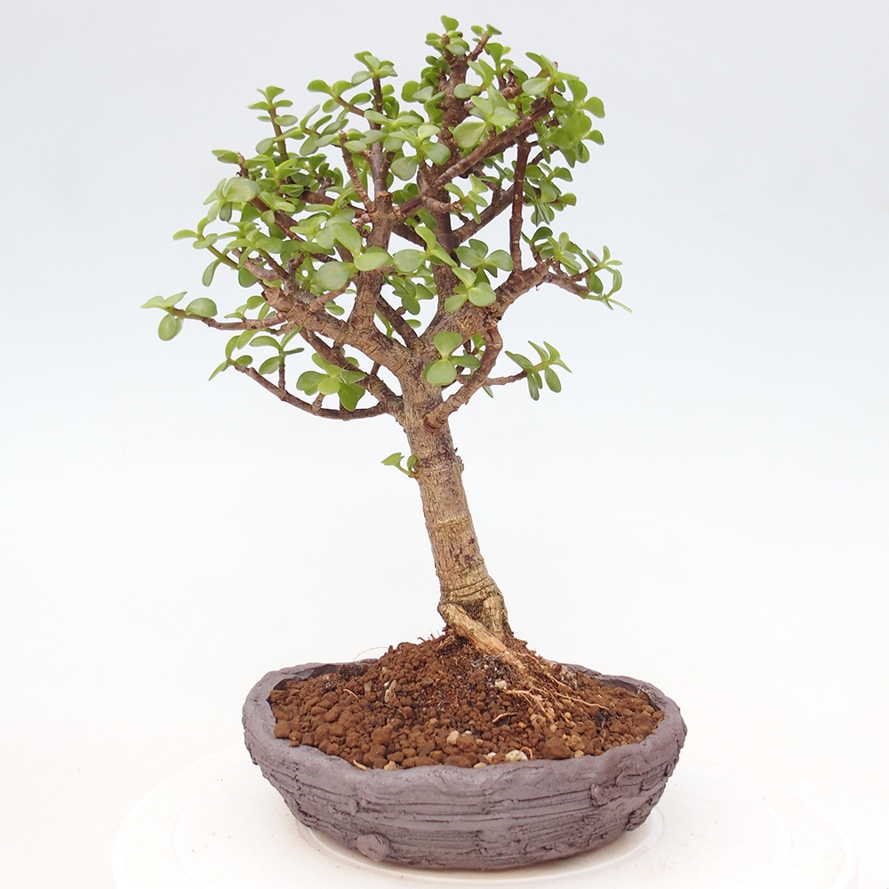 Pokój bonsai - Portulakaria Afra - Tlustice