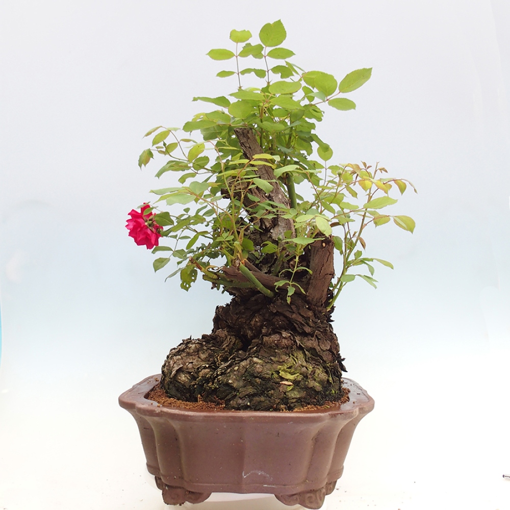 Bonsai na zewnątrz - Rosa Kordes - róża 