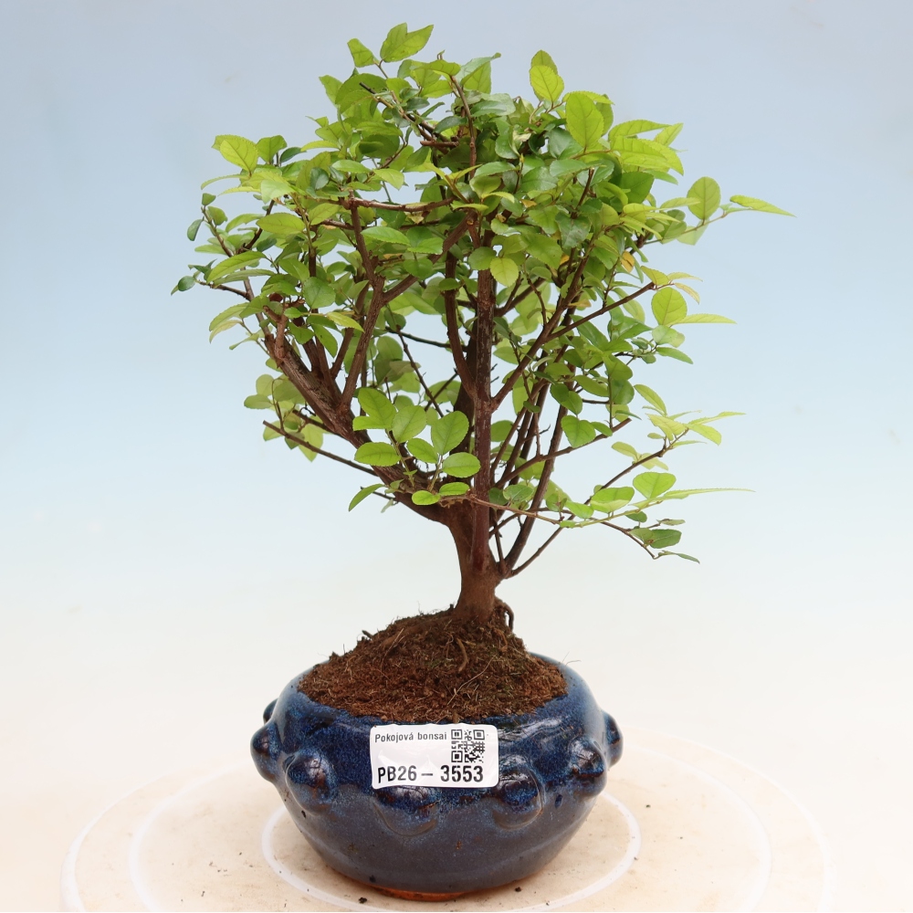 Bonsai pokojowe - Sageretia thea - Sageretia thea