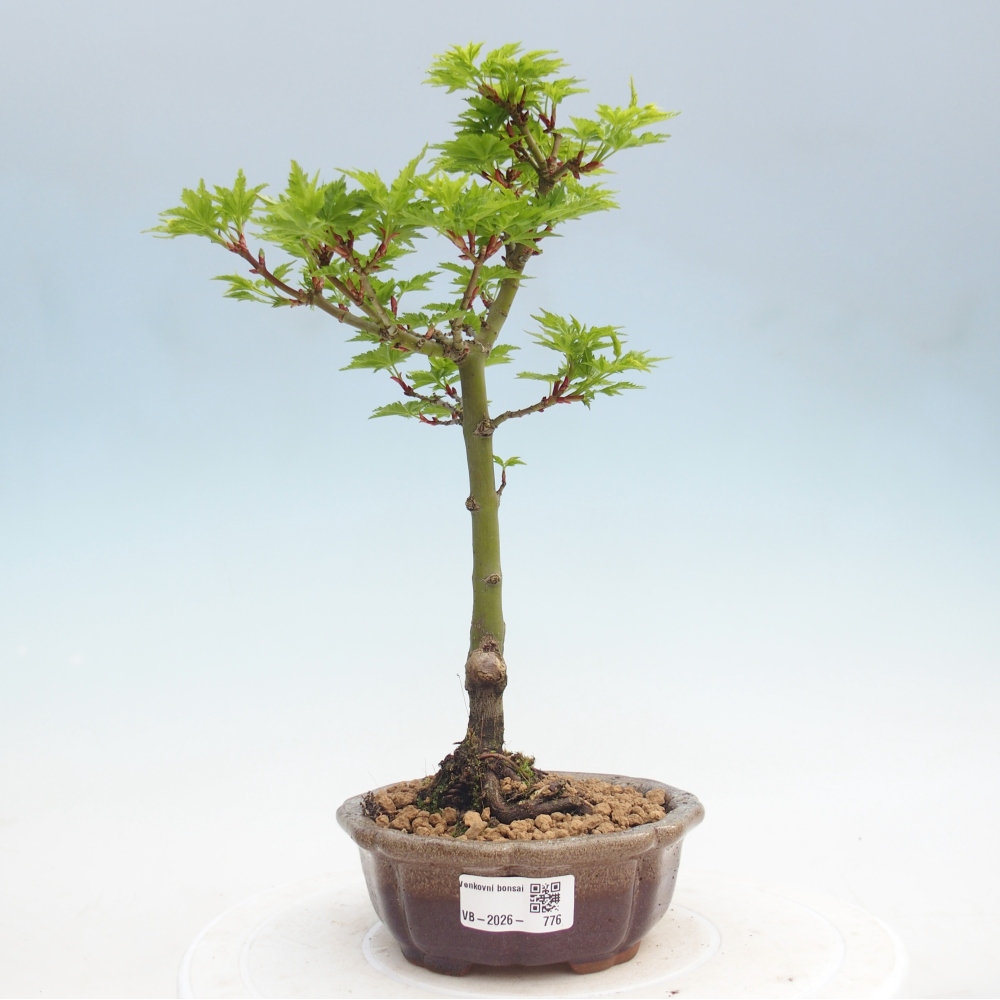 Outdoor bonsai - palma jaworowa Acer palmatum Shishigashira