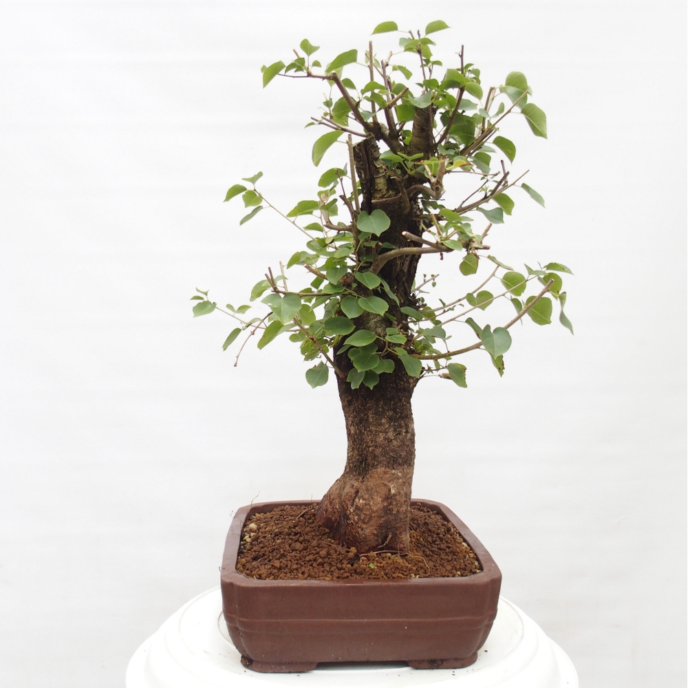 Bonsai na zewnątrz - Mahalebka - Prunus mahaleb