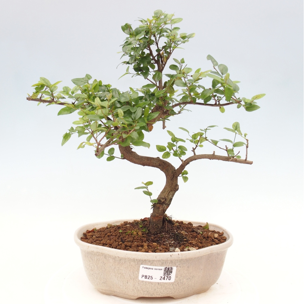 Bonsai wewnętrzne - Sagerécie thea - Sagerécie thea