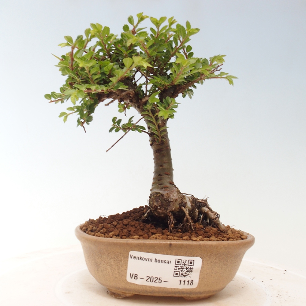 Bonsai zewnętrzne - Ulmus parvifolia Sagei - Wiąz drobnolistny