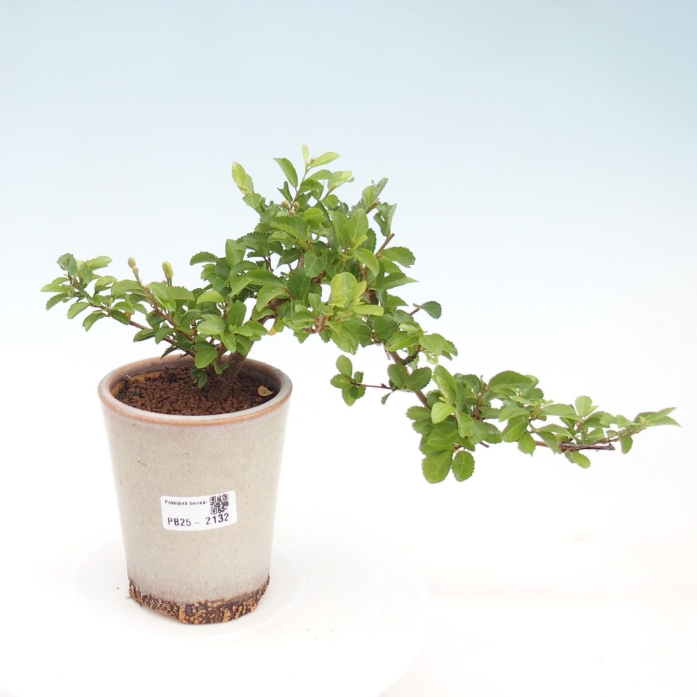 Kryty bonsai - Grewia occidentalis - Lawendowa gwiazda
