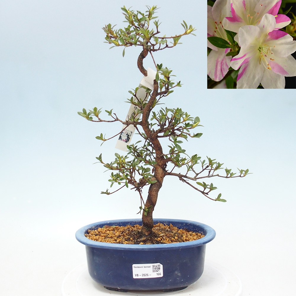 Bonsai zewnętrzne - Azalia japońska - Azalia Hand