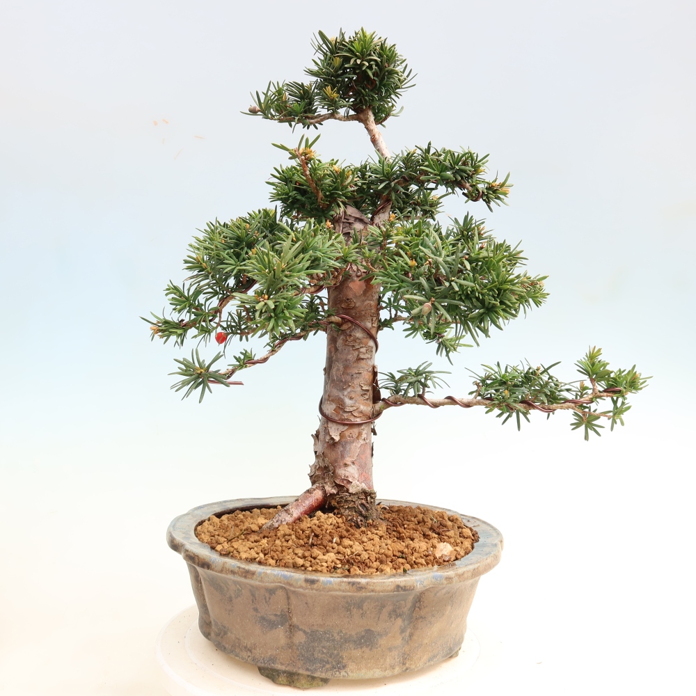 Bonsai ogrodowe – Taxus cuspidata – cis japoński