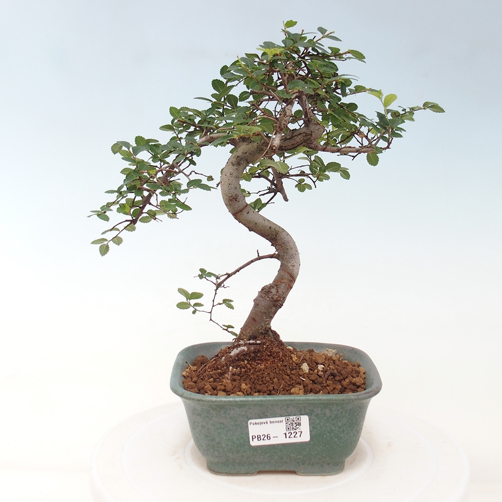 Pokój bonsai - Ulmus parvifolia - Wiąz drobnolistny