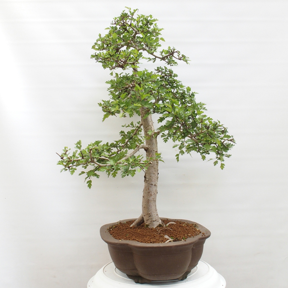 Bonsai zewnętrzne - Głóg - Crataegus monogyna