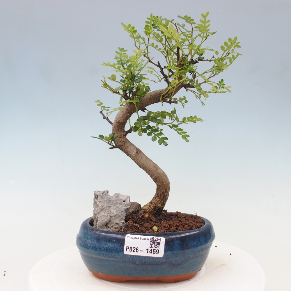 Pokój bonsai - Zantoxylum piperitum - drzewo pieprzowe