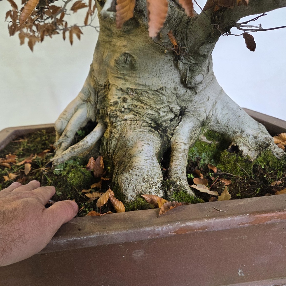 Outdoor bonsai -Fagus crenata