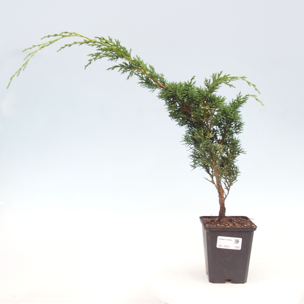 Outdoor bonsai - Juniperus chinensis Kishu - chiński jałowiec