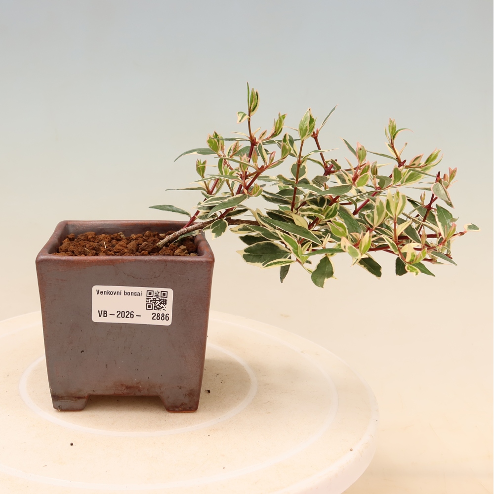Bonsai ogrodowe – Abelia gr. Confetti – Abelia wielkokwiatowa