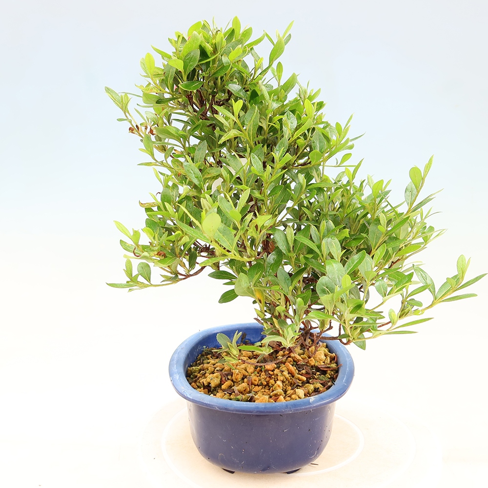 Bonsai zewnętrzne - Azalia japońska - Azalia Matsunami