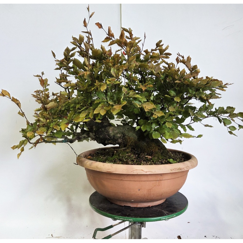 Outdoor bonsai-Fagus sylvatica