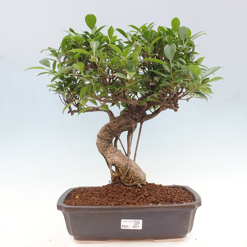 Kryty bonsai - Ficus kimmen - figowiec drobnolistny