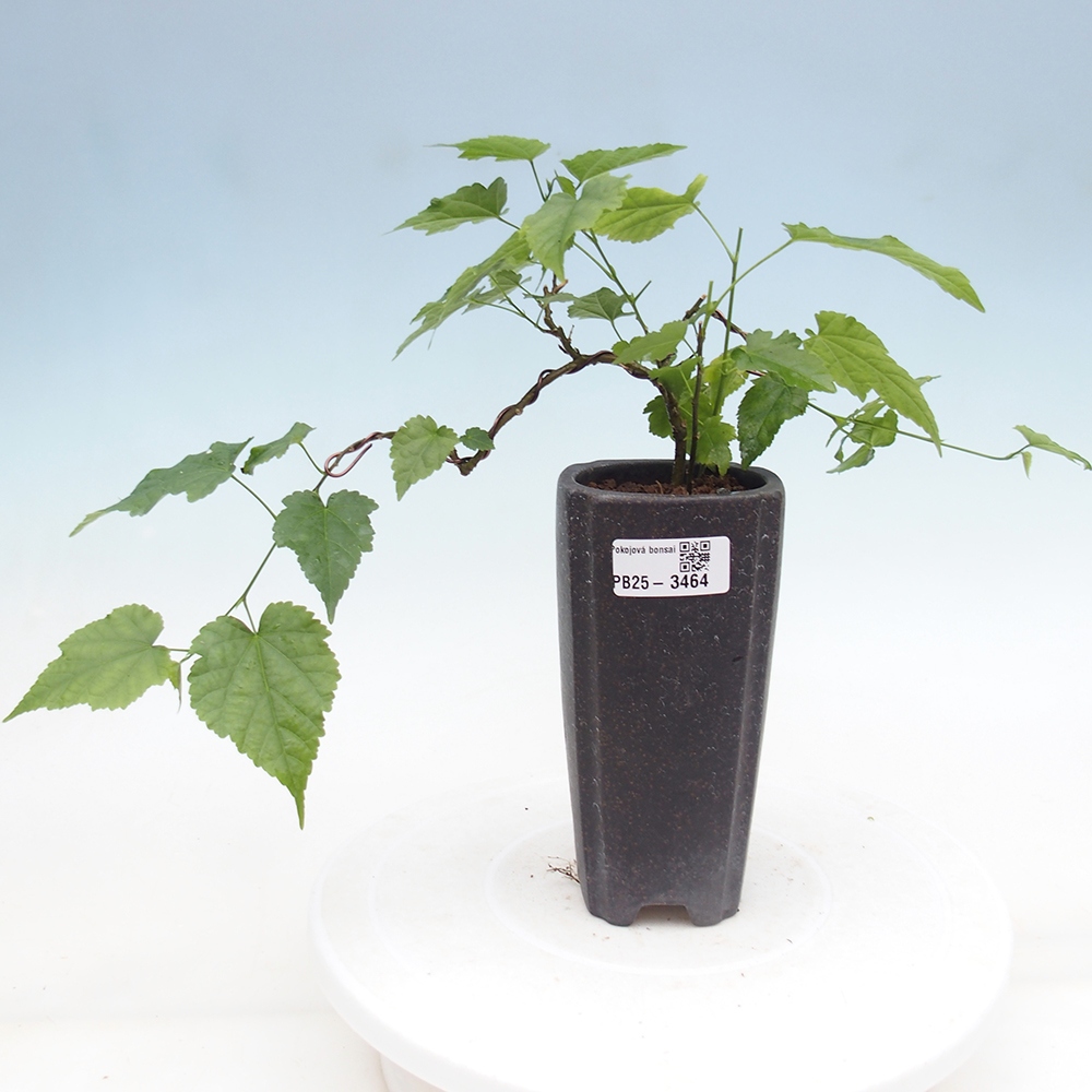 Room bonsai - Abutilon Red Trumpet - Room lime