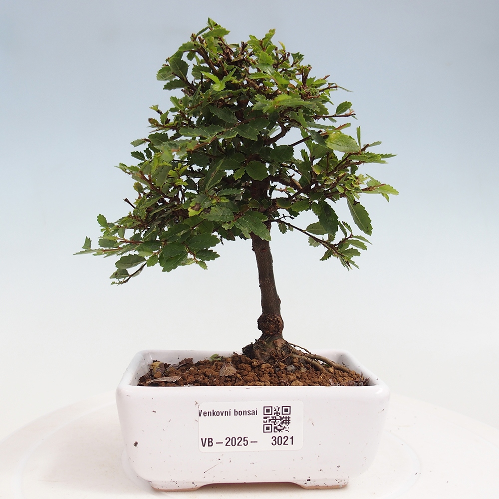 Bonsai zewnętrzne - Ulmus parvifolia Sagei - Wiąz drobnolistny