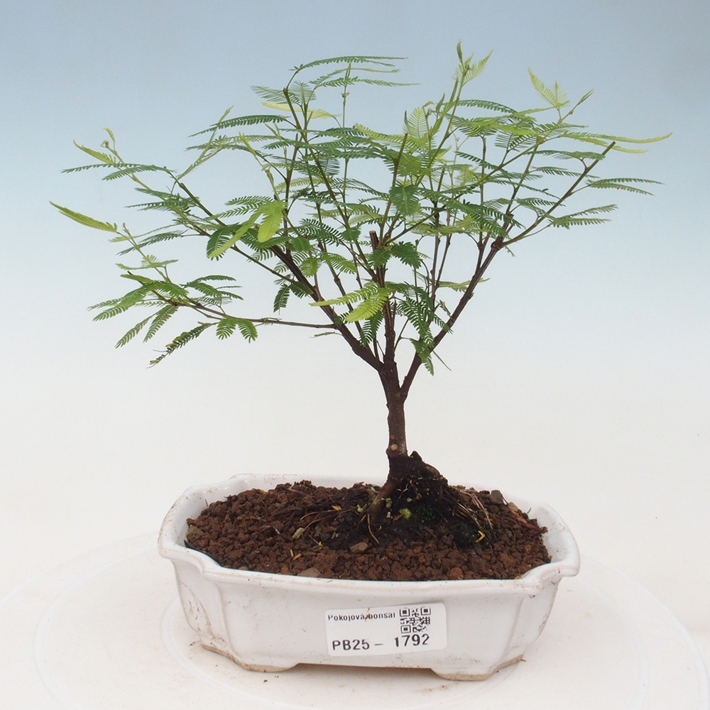 Pokój bonsai-Calliandra surinamensis Dixie Pink - Kaliandra z Surii