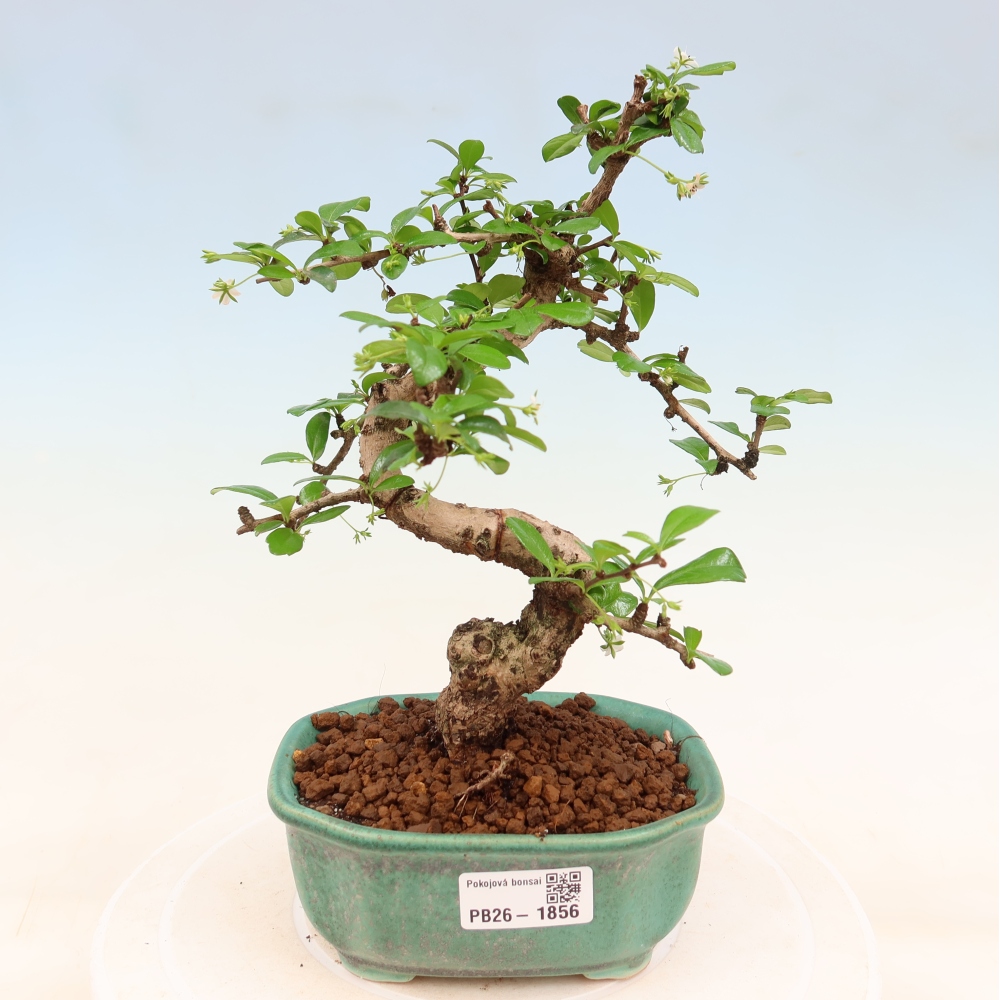 Bonsai pokojowe - Carmona macrophylla - Tea fuki