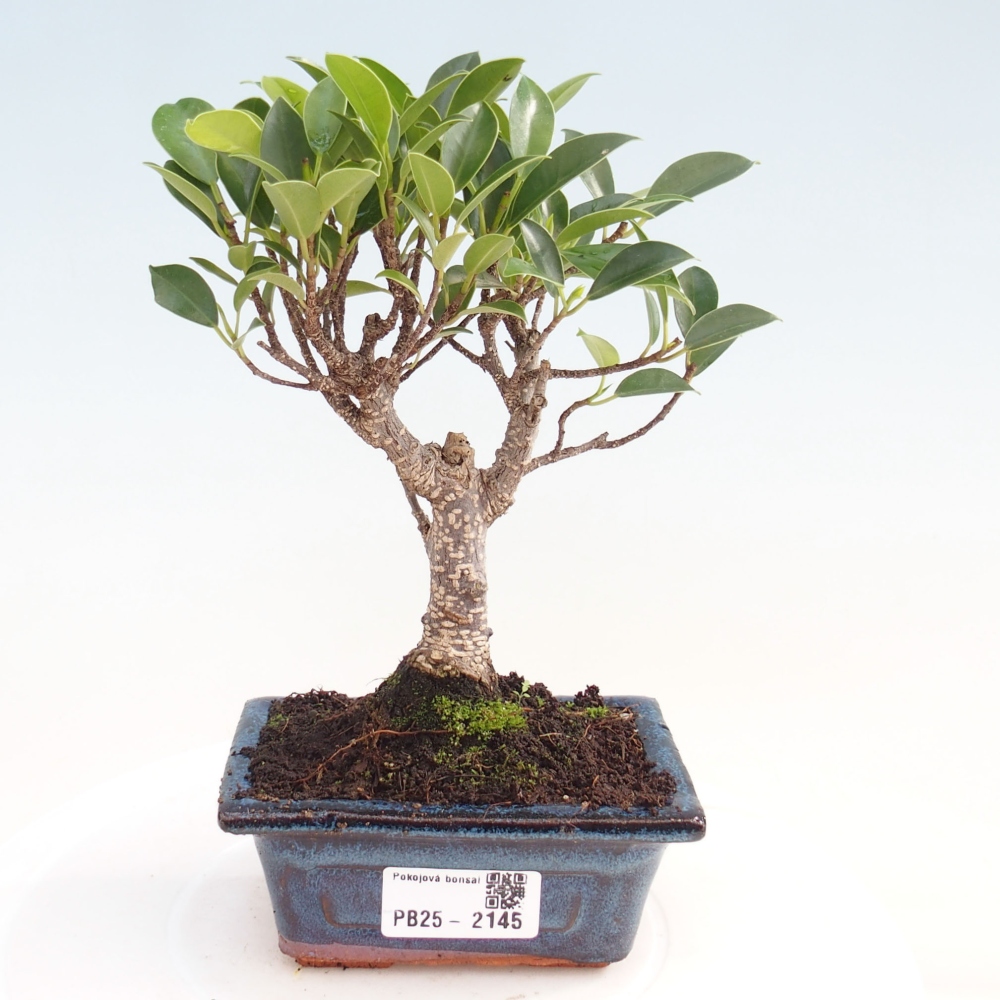 Pokojová bonsai - Ficus retusa - malolistý fíkus